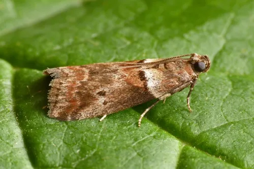 Acrobasis consociella - photo 2