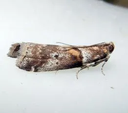 Acrobasis consociella - photo 3