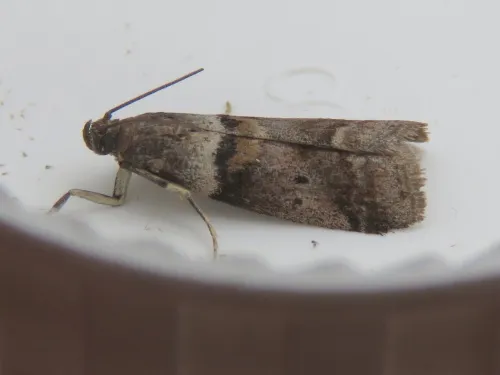 Acrobasis consociella - photo 4