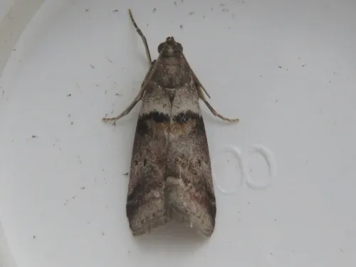 Acrobasis consociella - photo 5