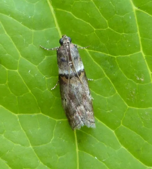 Acrobasis consociella - photo 7