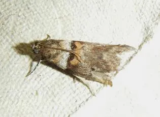 Acrobasis consociella - photo 8