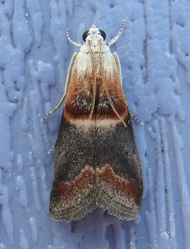 Walnut Shoot Moth - Hodges#5674
