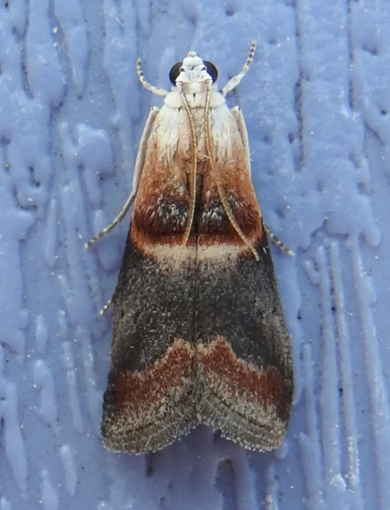 Walnut Shoot Moth - Hodges#5674 - photo 2