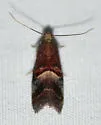 Cordovan Pyralid - Hodges#5672 - Acrobasis exsulella
