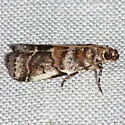 Leaf Crumpler Moth - Hodges#5651 - photo 2