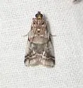 Leaf Crumpler Moth - Hodges#5651 - photo 3