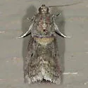 Acrobasis juglandis - Hodges#5661 - photo 3