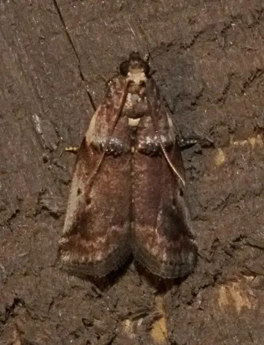 Acrobasis ostryella - Hodges#5680 - Acrobasis ostryella