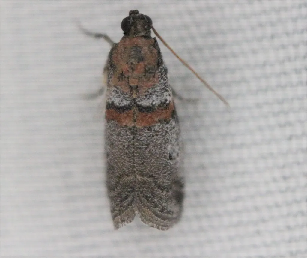 Acrobasis pallicornella - Hodges#5703 - photo 2