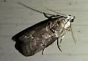 Mantled Acrobasis Moth - Hodges#5659 - Acrobasis palliolella