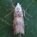 Mantled Acrobasis Moth - Hodges#5659 - photo 2