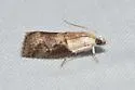 Mantled Acrobasis Moth - Hodges#5659 - photo 4