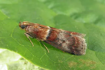 Acrobasis repandana