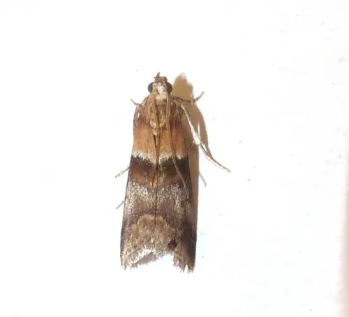 Acrobasis repandana - photo 2
