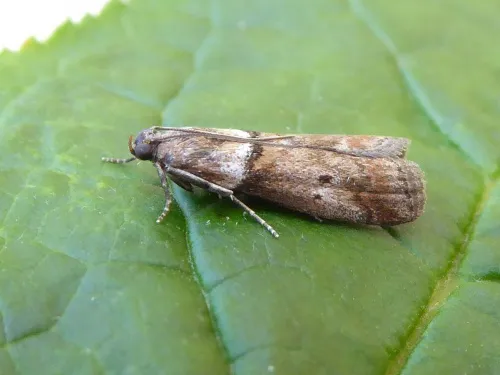 Acrobasis repandana - photo 3