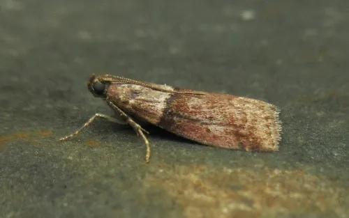 Acrobasis repandana - photo 4