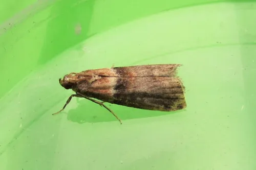 Acrobasis repandana - photo 5