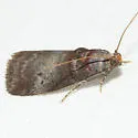 Alder Tubemaker Moth - Hodges#5690 - Acrobasis rubrifasciella