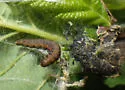 Alder Tubemaker Moth - Hodges#5690 - photo 2