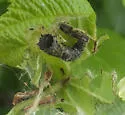 Alder Tubemaker Moth - Hodges#5690 - photo 3