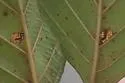 Alder Tubemaker Moth - Hodges#5690 - photo 4