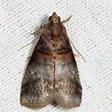 Acrobasis stigmella - Hodges#5669