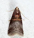 Acrobasis stigmella - Hodges#5669 - photo 2