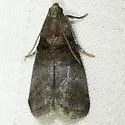 Acrobasis stigmella - Hodges#5669 - photo 4
