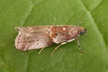 Acrobasis suavella