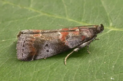 Acrobasis suavella - photo 2