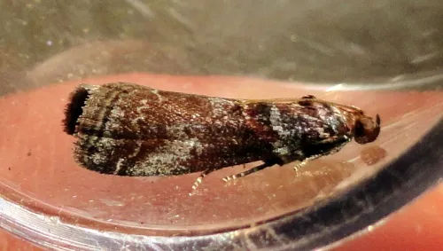 Acrobasis suavella - photo 3