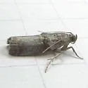 Acrobasis texana - Hodges#5666.1
