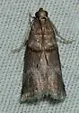 Acrobasis texana - Hodges#5666.1 - photo 2
