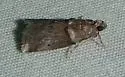 Acrobasis texana - Hodges#5666.1 - photo 3