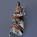 Tricolored Acrobasis Moth - Hodges#5655 - photo 2