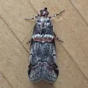 Tricolored Acrobasis Moth - Hodges#5655 - photo 4