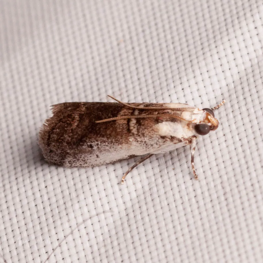 Acrobasis tumidulella - Hodges#5693 - photo 2