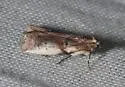 Cranberry Fruitworm - Hodges#5653 - Acrobasis vaccinii