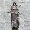 Cranberry Fruitworm - Hodges#5653 - photo 4