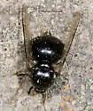 Acrocera bimaculata