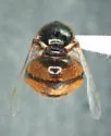 Acrocera orbicula