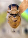 Acrocera stansburyi