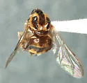 Acrocera subfasciata