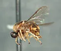Acrocera subfasciata - photo 2