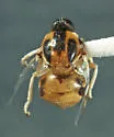 Acrocera subfasciata - photo 3