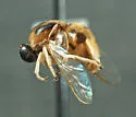 Acrocera subfasciata - photo 4