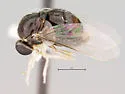 Acrocera unguiculata