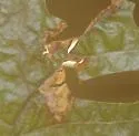 Acrocercops albinatella - Hodges#0689 - photo 5