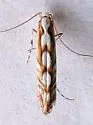 Acrocercops arbutella - Hodges#0690
